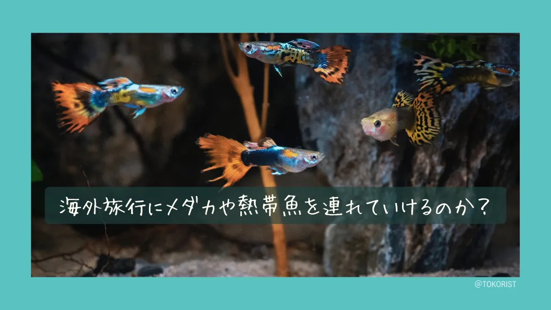 海外にメダカや熱帯魚を連れていけるか|制度上の壁と、現実的な選択肢